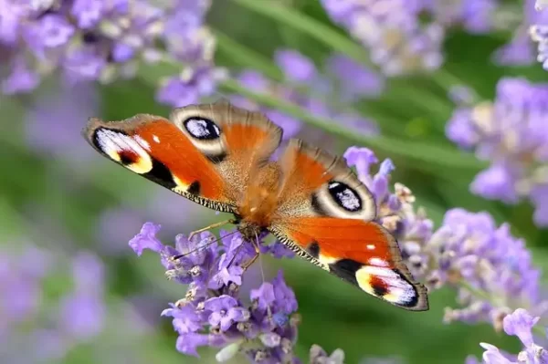 prospection entomologique insecte_papillon