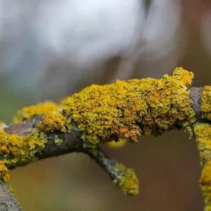 lichens