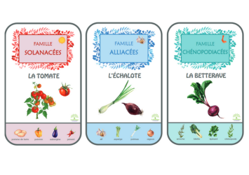 image jeu 8 familles legumes2 1