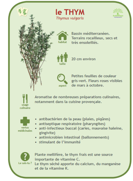 Jeu de memory pour apprendre à reconnaître 12 plantes aromatiques communes. A partir de 5 ans.