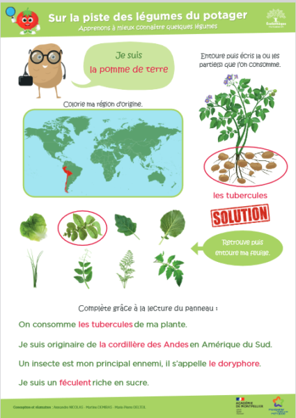 image piste legumes potager4