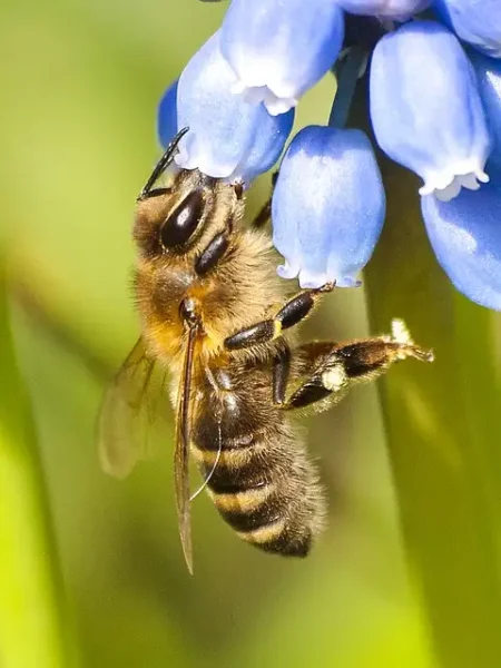 insecte abeille2 resultat