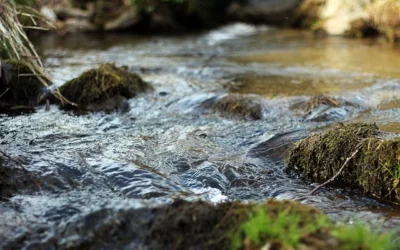 Dans l’eau : des poissons, pas des poisons ! Tous à Redon le 22 février !