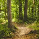 foret bretonne arbres bois de soeuvres