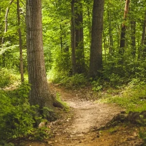 foret bretonne arbres bois de soeuvres