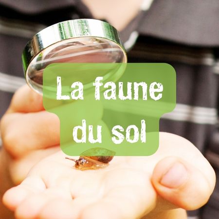 Biodiv_faune-sol
