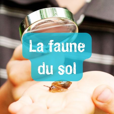 Sol_faune-du-sol-1