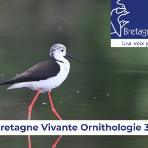 Bretagne-vivante_reunions-ornithologie