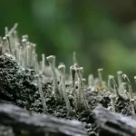botanique-plante-mousse