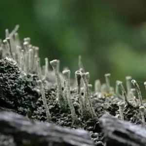 botanique-plante-mousse