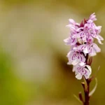 fleur_orchidees-sauvages_plantes sauvages