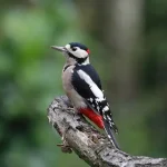 oiseau_pic Vallée du Canut