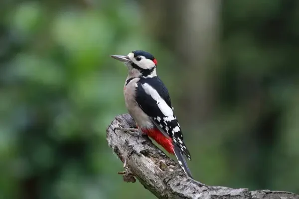 oiseau_pic