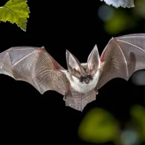 chauves-souris