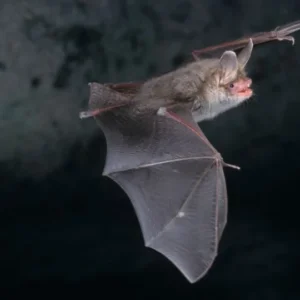 chauves-souris_forêt