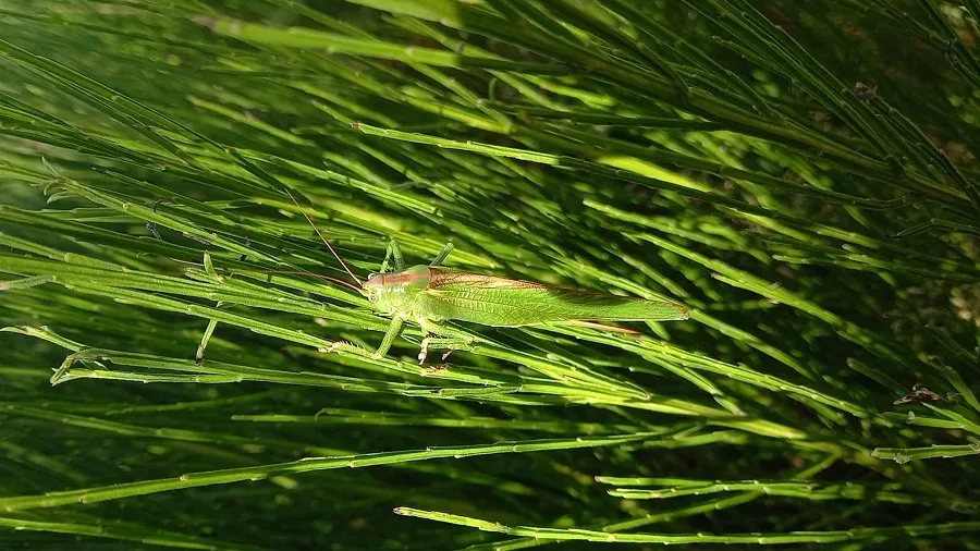 formation civique et citoyenne_Grande-sauterelle-verte-femelle_©Julie-Richard formation civique et citoyenne_Grande-sauterelle-verte-femelle_©Julie-Richard
