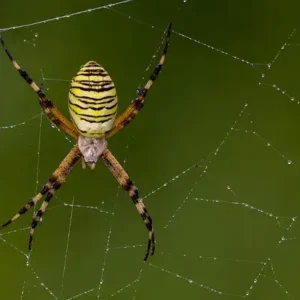 insectes araignées argiope