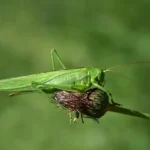 orthoptères_insectes_sauterelle