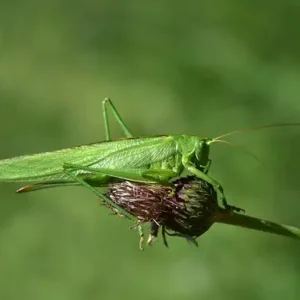 orthoptères_insectes_sauterelle