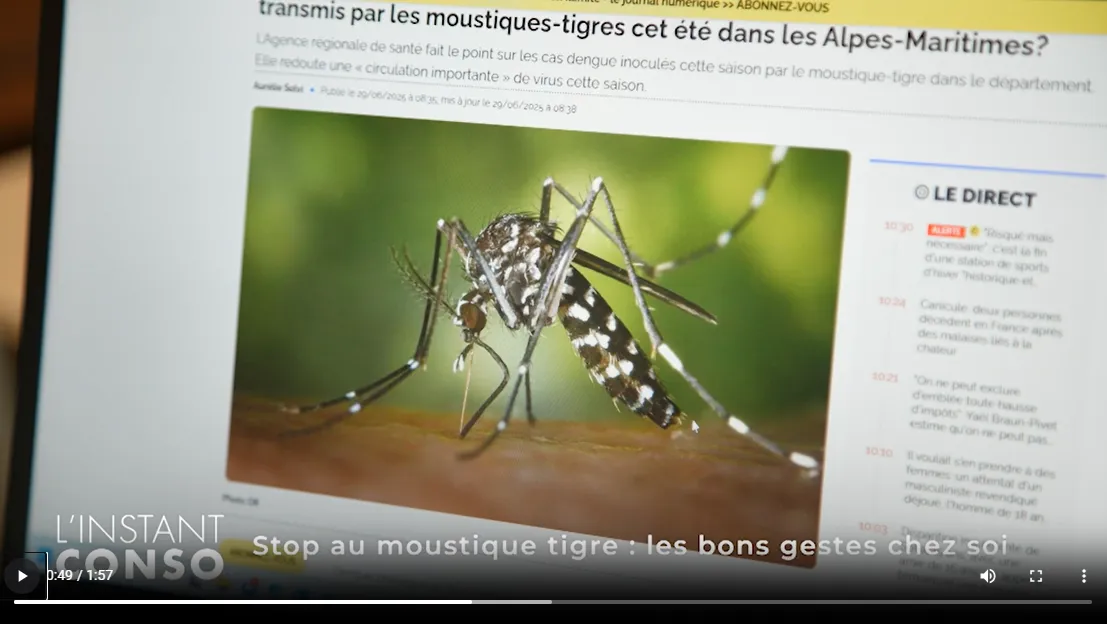moustique-tigre moustique-tigre