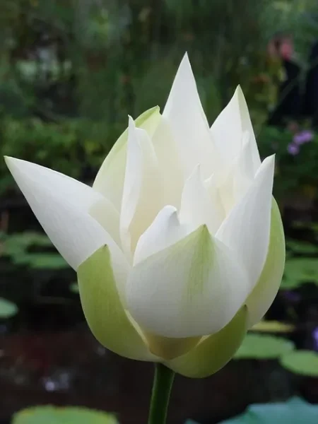 nenuphar plante aquatique