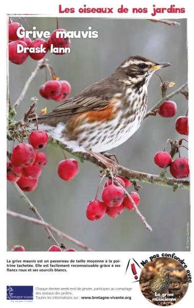 oiseaux des jardins grive mauvis