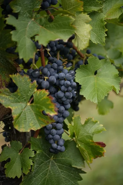 vigne_vin_raisin
