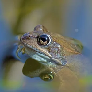 grenouille agile étang de Careil