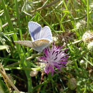 insecte papillons