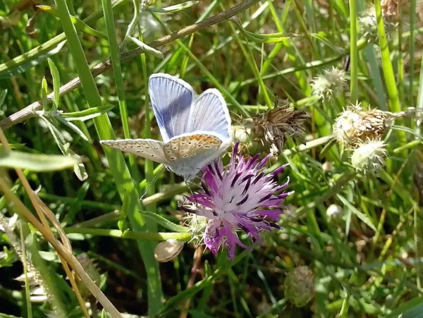 insecte papillons