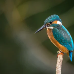 oiseau_martin-pecheur