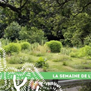 15_semaine-arbre_arbre-marche