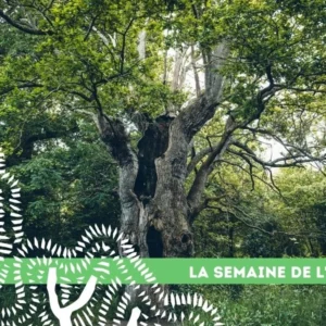 05 semaine arbre arbres pace