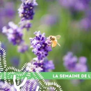 07 semaine arbre fresque biodiversite