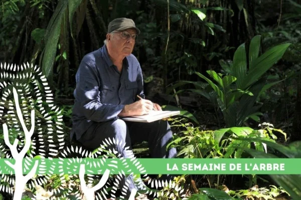 10 semaine arbre francis halle