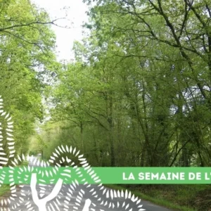11 semaine arbre bois soeuvre