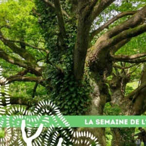 16 semaine arbre arbres remarquable rennes metro