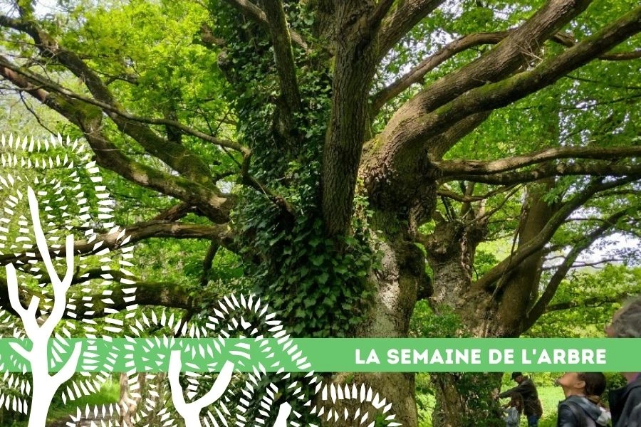 16 semaine arbre arbres remarquable rennes metro