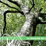 17 semaine arbre arbres betton