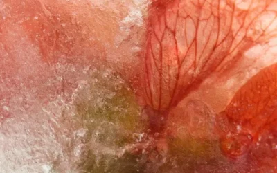 Flore et Glace : exposition de photographies de Brigitte Viterbe