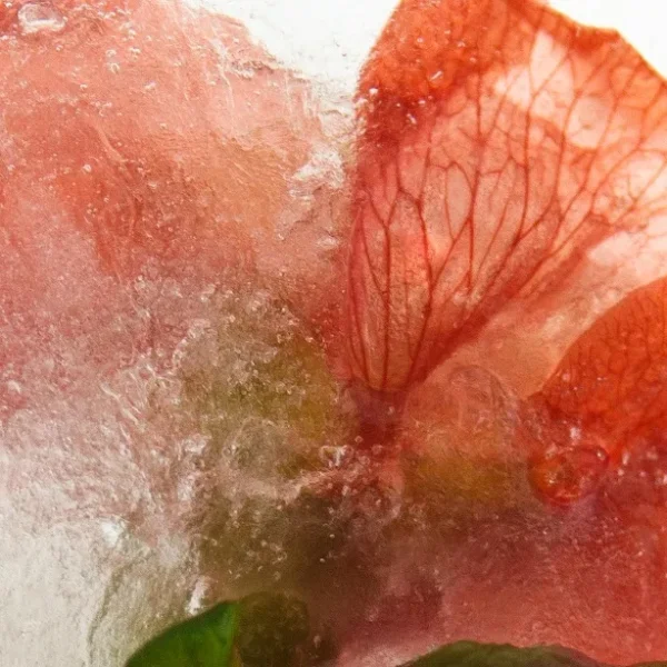 Flore et Glace Brigitte Viterbe