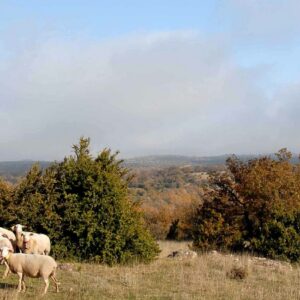 larzac